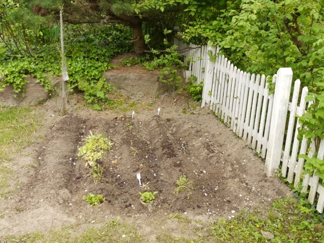 Vegetable patch in corner of the lawn