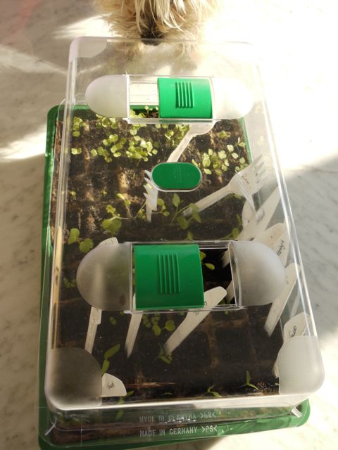 Seeds germinating in the mini greenhouse
